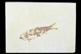 Detailed Fossil Fish (Knightia) - Wyoming #176391-1